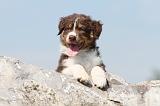 BERGER AUSTRALIEN PUPPIES 080